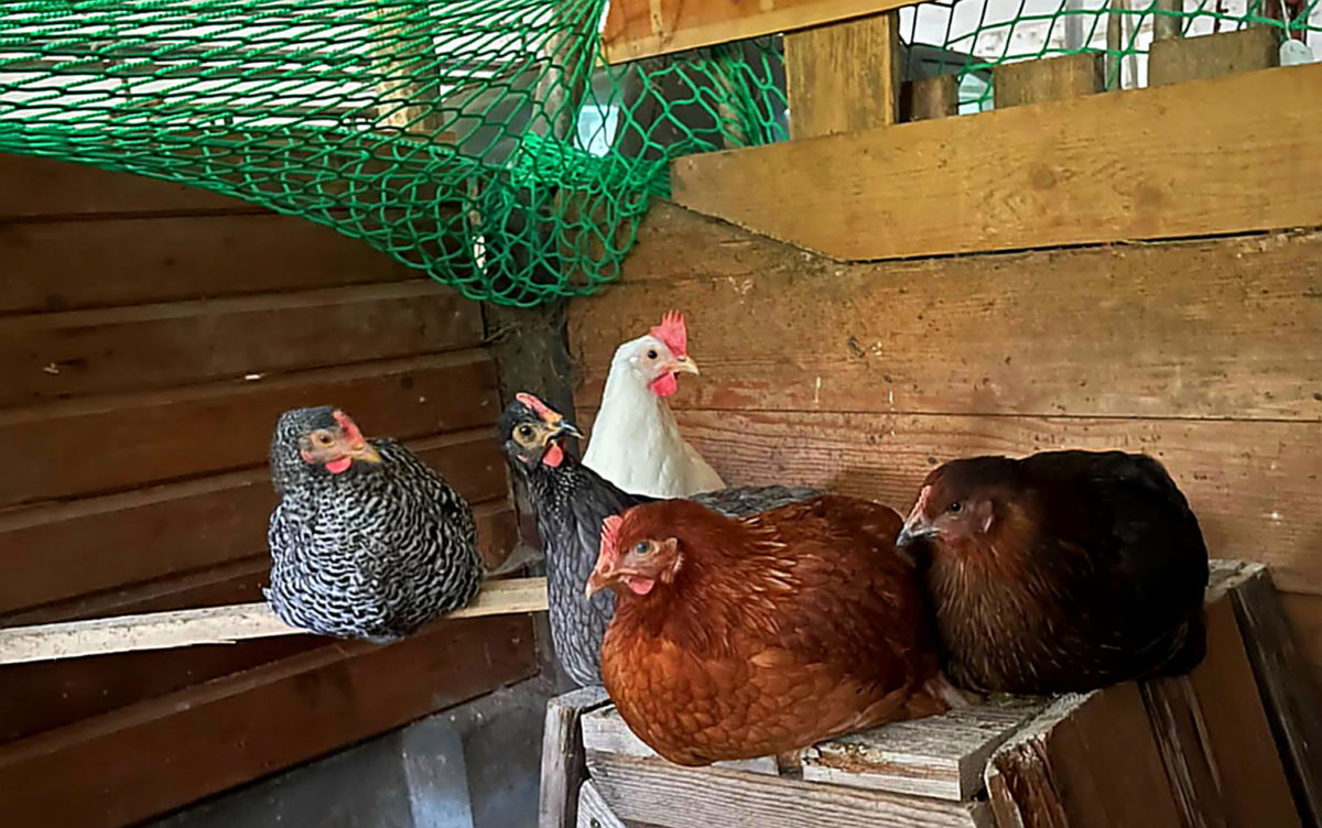 Gackernde Neuzugänge auf dem Bauernhof Jörg